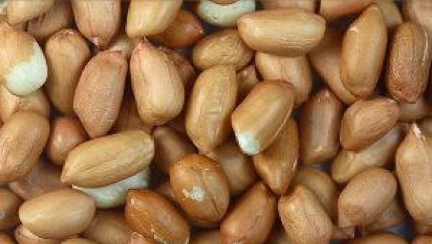 Чем полезен арахис и почему его стоит обязательно включить в свой рацион?